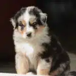 chiot Berger Australien LOF