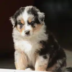 chiot Berger Australien LOF