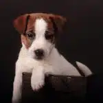 Chiot Jack Russell LOF