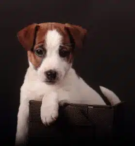 Chiot Jack Russell LOF