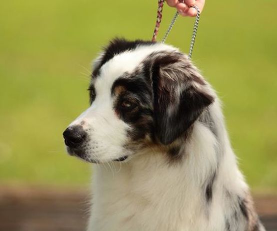 berger australien bleu merle