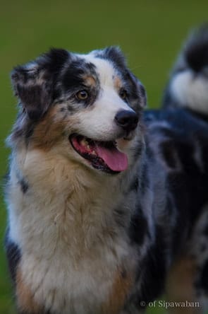 berger australien of sipawaban