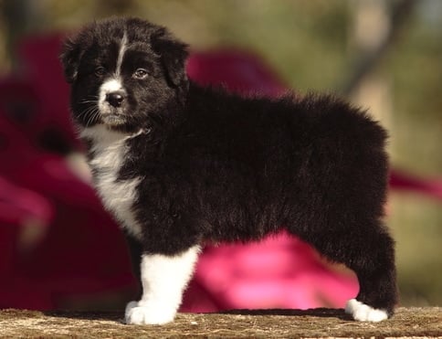 femelle berger australien noire bicolore G'Homer of The Marjohrita