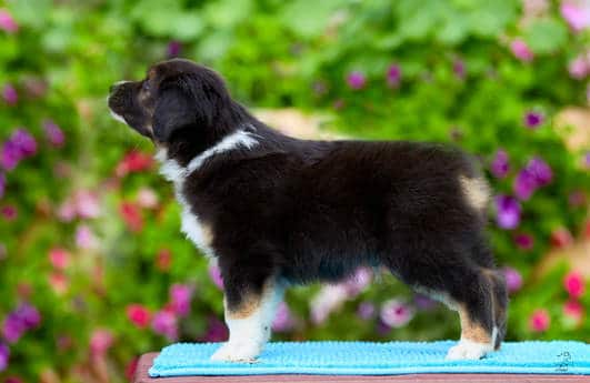 berger australien chiot