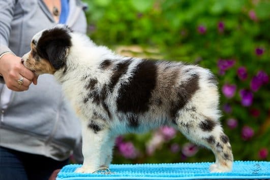 berger australien chiot