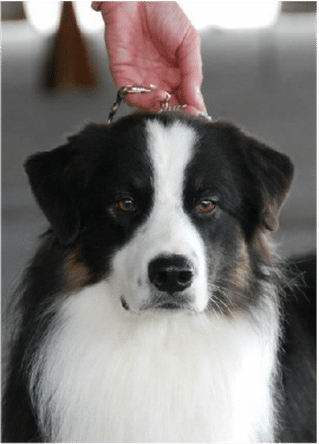 berger australie  noire tricolore a gloomy black boy of crystal lake