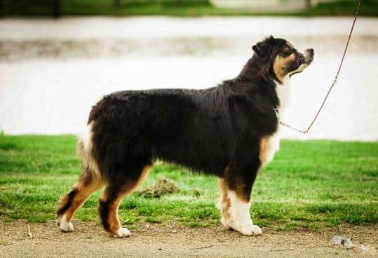 femelle berger australien noire tricolore G'Homer of The Marjohrita