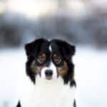 berger australien noir tricolore