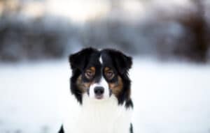 berger australien noir tricolore
