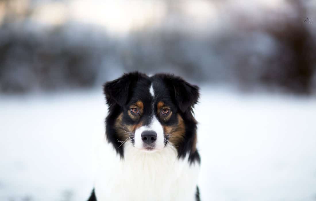 berger australien noir tricolore