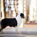 berger australien noire tricolore