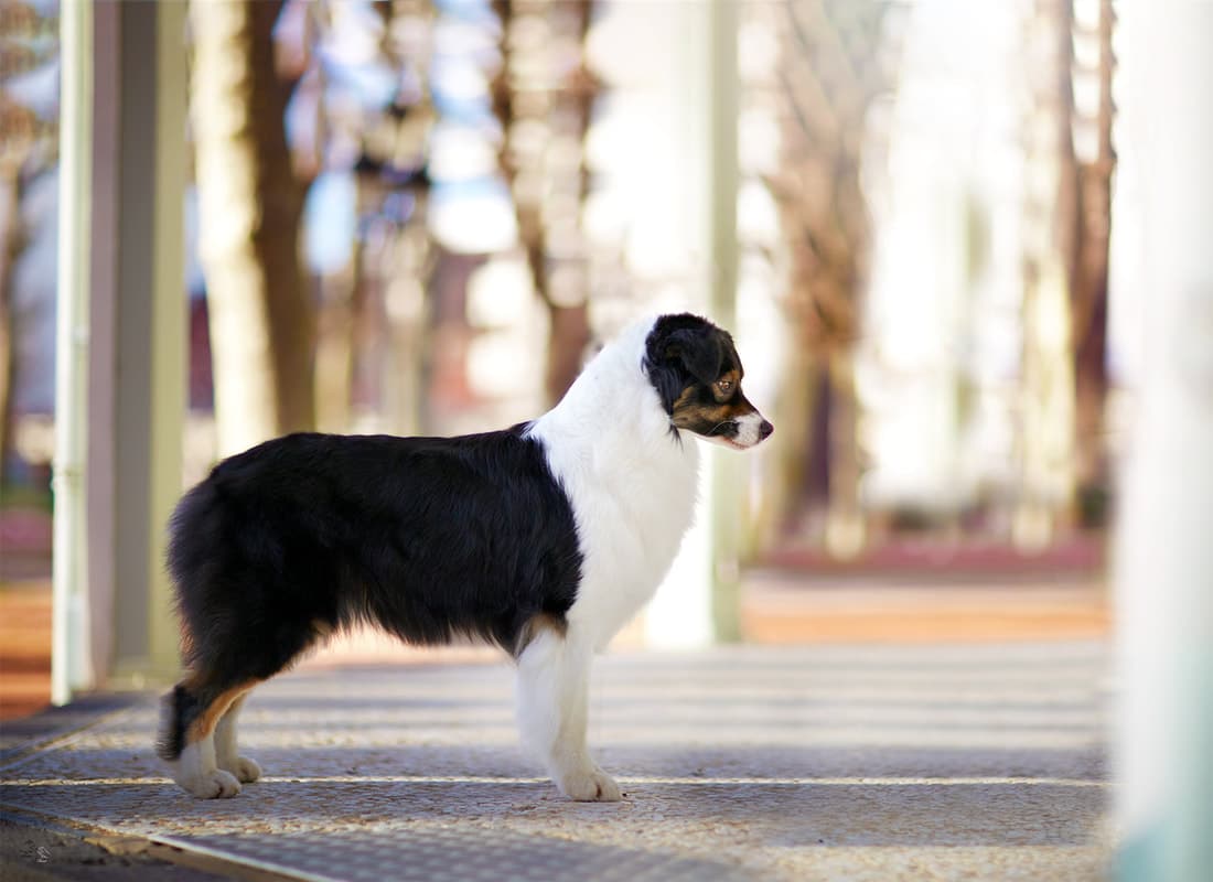berger australien noire tricolore