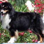 CH. meadowlawn Boreal night glacier des pandas