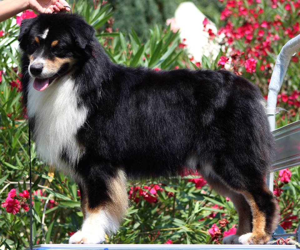 CH. meadowlawn Boreal night glacier des pandas