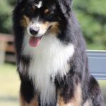 CH. meadowlawn Boreal night glacier des pandas