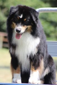 CH. meadowlawn Boreal night glacier des pandas