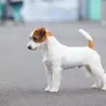 Male jack russel terrier poil dur rêche long