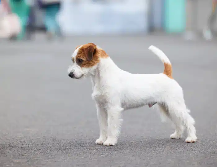 Male jack russel terrier poil dur rêche long