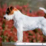Male jack russel terrier poil dur rêche long