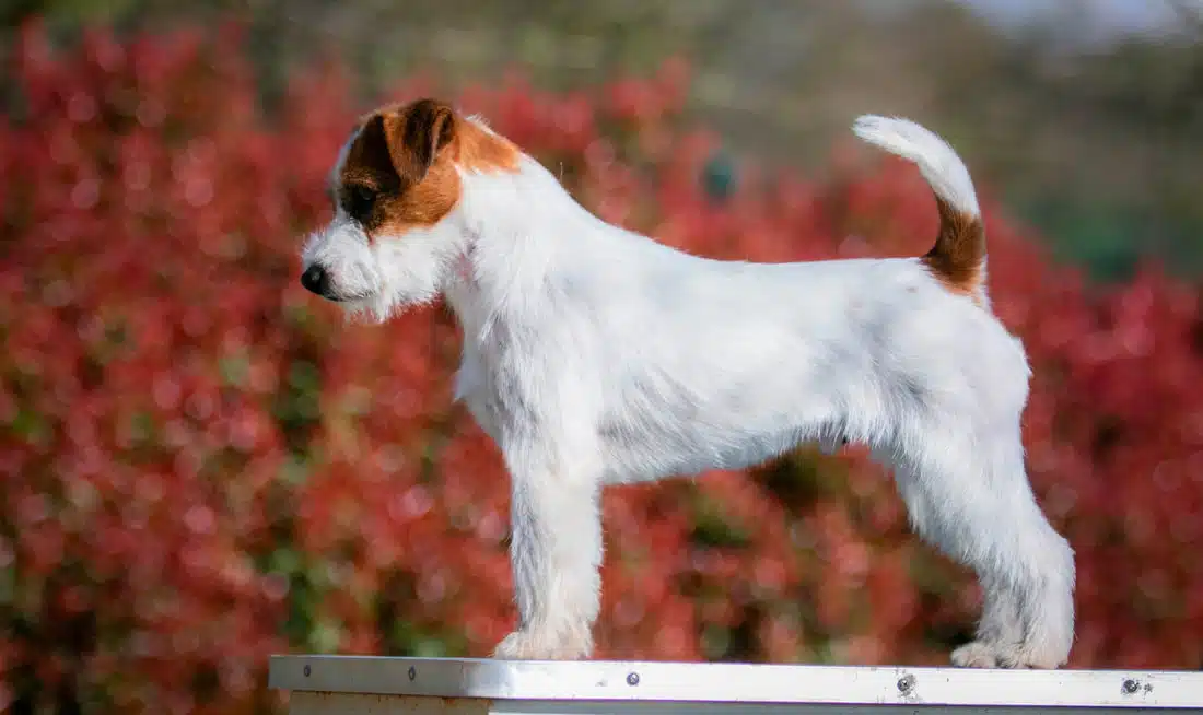 Male jack russel terrier poil dur rêche long
