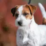 Male jack russel terrier poil dur rêche long