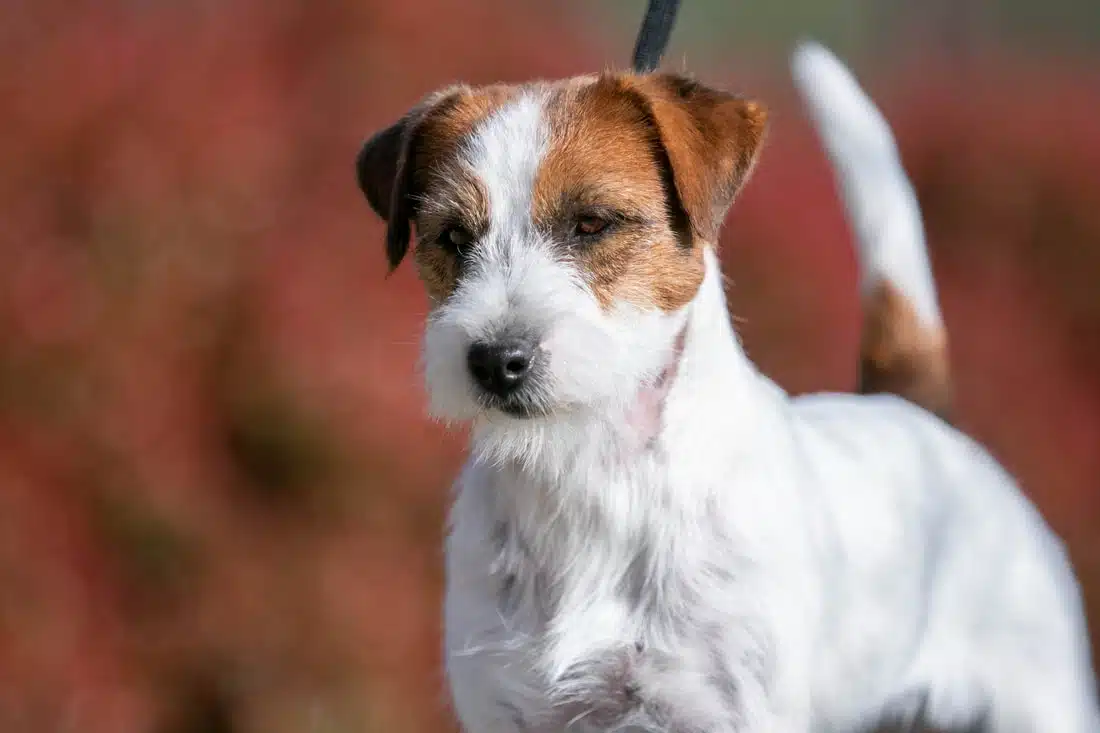 Male jack russel terrier poil dur rêche long