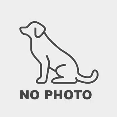Pas de photo