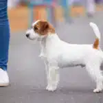 Male jack russel terrier poil dur rêche long