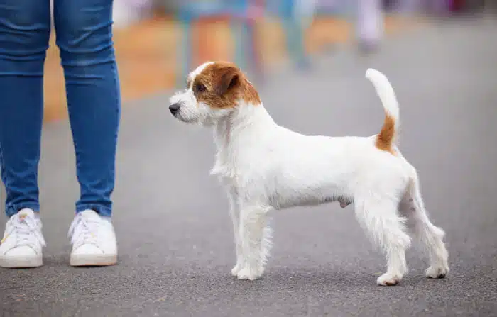 Male jack russel terrier poil dur rêche long