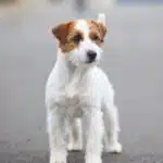 Male jack russel terrier poil dur rêche long