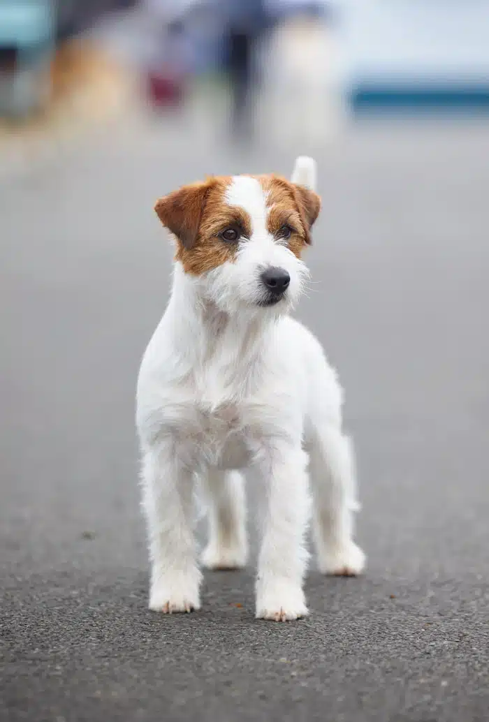 Male jack russel terrier poil dur rêche long