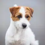 Male jack russel terrier poil dur rêche long