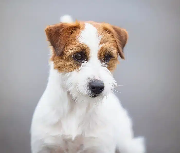 Male jack russel terrier poil long dur rêche