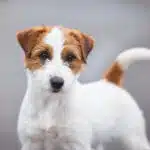 Male jack russel terrier poil dur rêche long