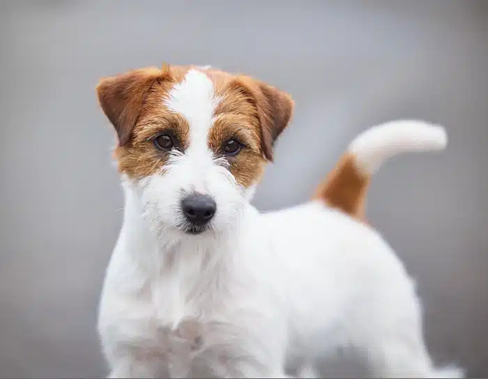 Male jack russel terrier poil dur rêche long