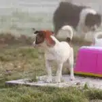 Chienne Jack Russel terrier marron et blanc