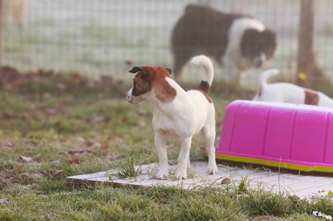 Chienne Jack Russel terrier marron et blanc