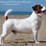 CH.La Violetta Jack Diamante Splendente