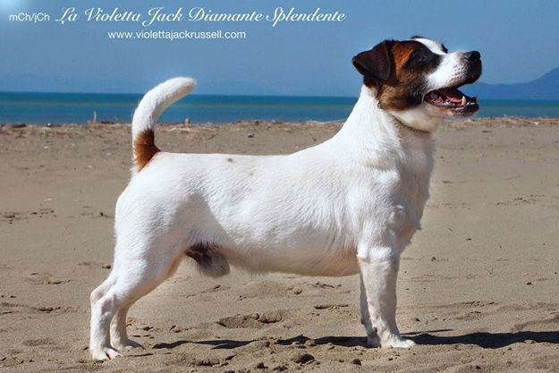 CH.La Violetta Jack Diamante Splendente