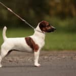 Hazeida des Grès de Malleville