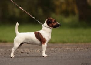 Hazeida des Grès de Malleville