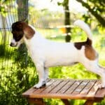 Chienne Jack Russel terrier marron et blanc