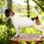Chienne Jack Russel terrier marron et blanc