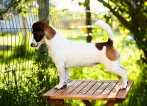 Chienne Jack Russel terrier marron et blanc