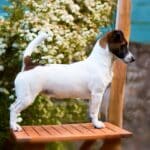 Chienne Jack Russel terrier marron et blanc