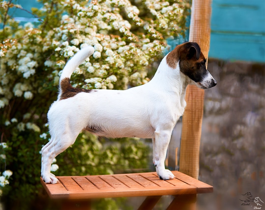 Chienne Jack Russel terrier marron et blanc