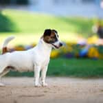 Chienne Jack Russel terrier marron et blanc