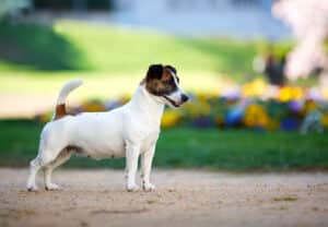 Chienne Jack Russel terrier marron et blanc