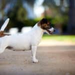 Chienne Jack Russel terrier marron et blanc