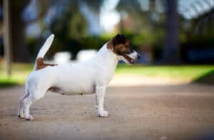 Chienne Jack Russel terrier marron et blanc